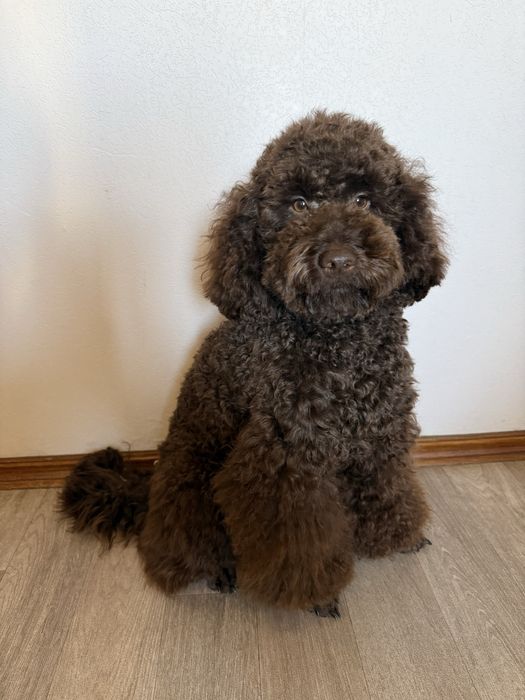 Вязка пудель шоколадний/коричневий