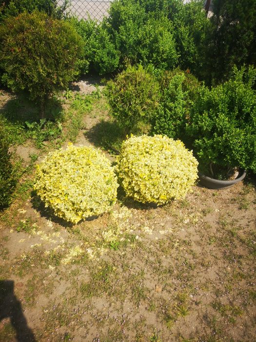 Bukszpany : sadzonki formowane w kule, stożki.