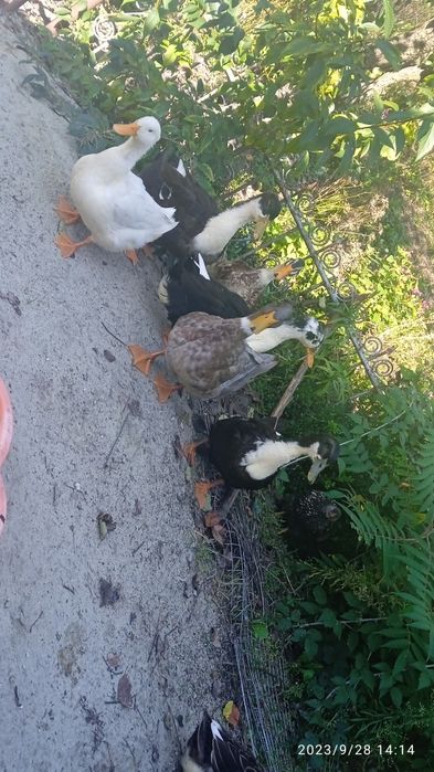 Продам Качки мулард