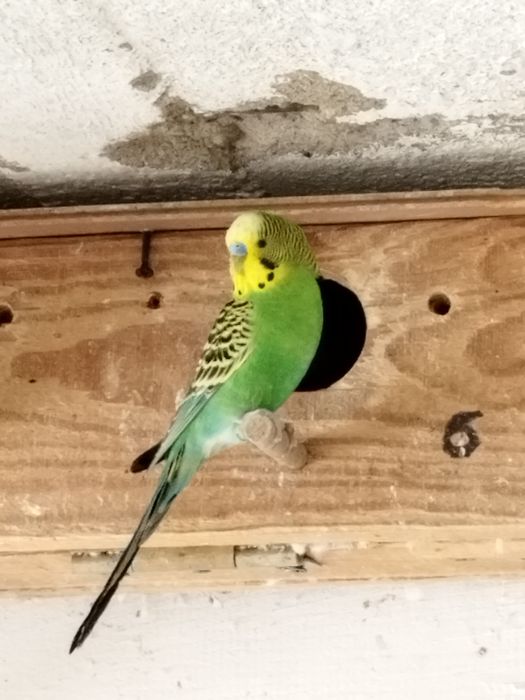 Papugi faliste i polecam