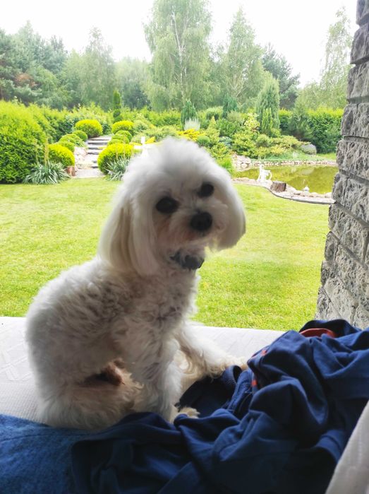 Reproduktor Maltańczyk malutki - z uprawnieniami Krycie