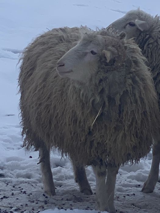 Продається баран