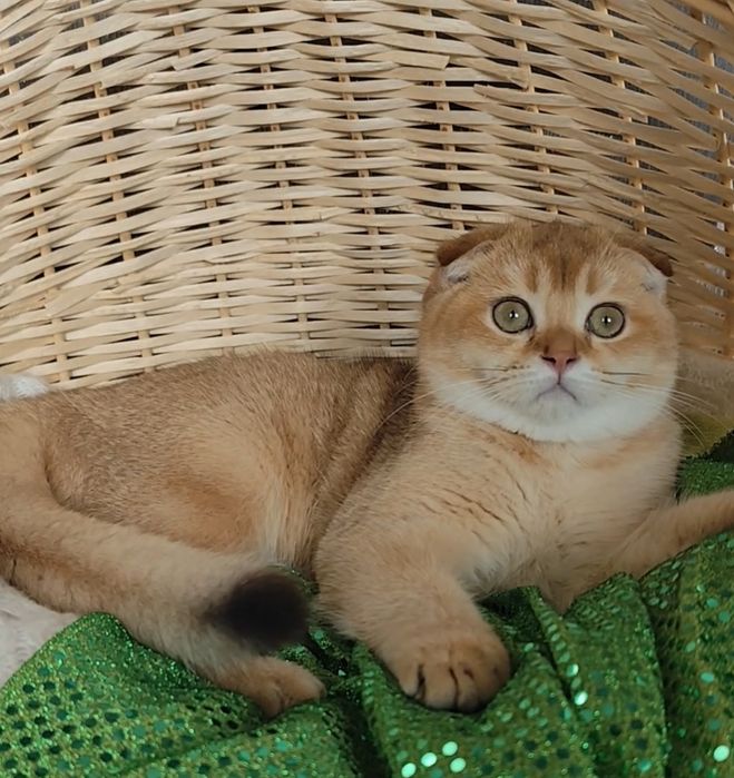 Породисті кошенята золота шиншила прямовухі висловухі хлопчик дівчинка