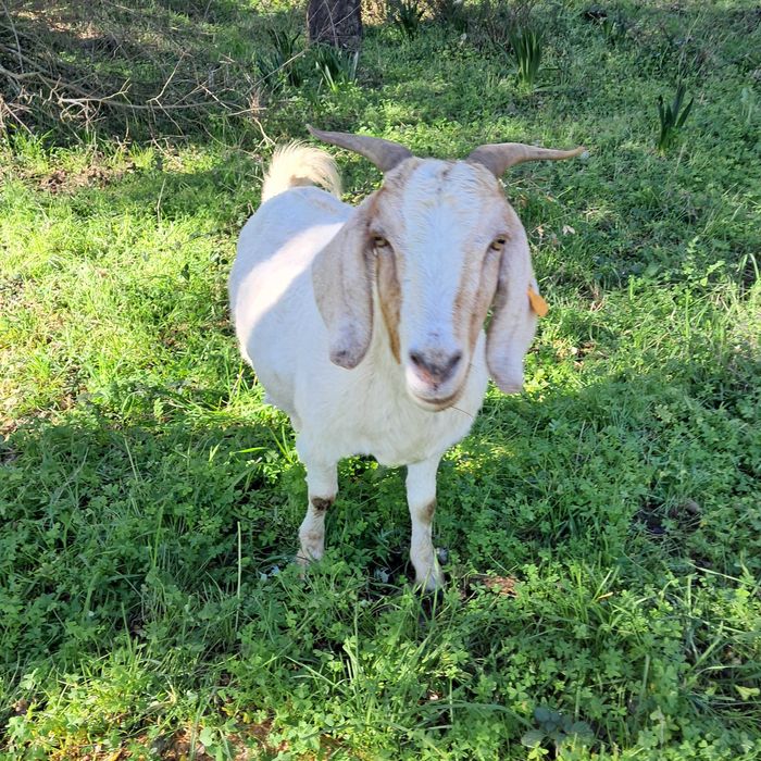 Vendo cabra cruzada