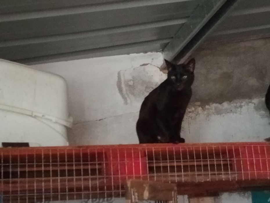 Gatinhos LINDOS!