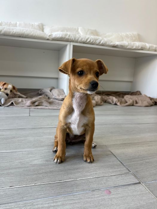 Yara - xPinscher, 3.5 meses, 1.2kg