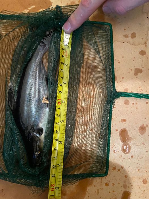 4 pangasius 2 albino 2 azuis