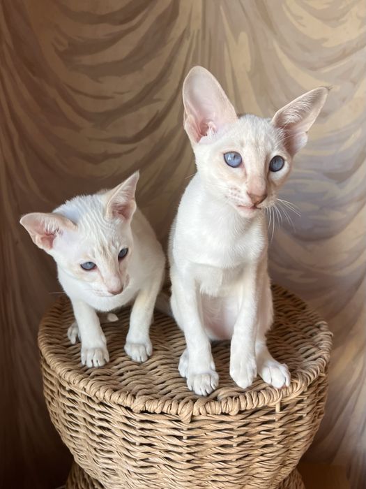 Орієнтальні дівчата, 3 місяці