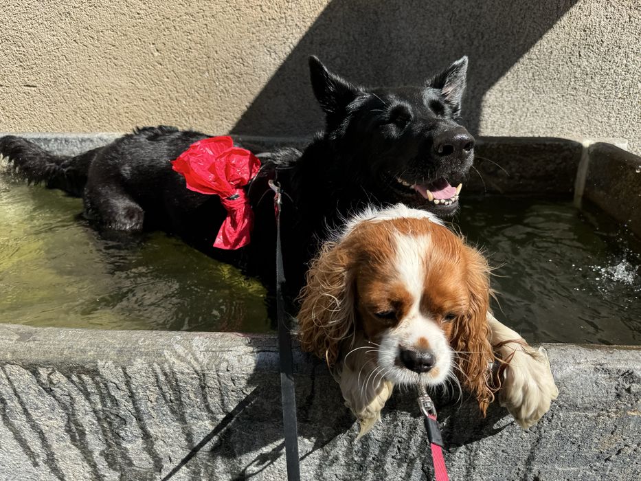 Petsitterka z sercem – opieka nad Twoim pupilem