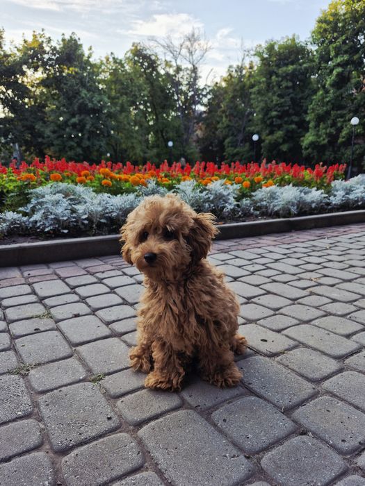 Тойчик, 5 місяців