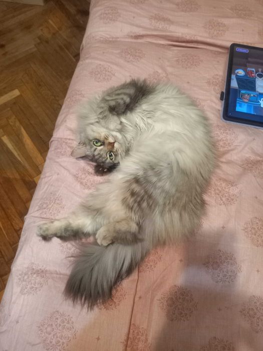 Перетримка котів . Окрема кімната. Всі умови