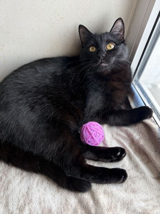 Киця, 9 місяців,шукає родину. Кішечка в добрі руки. Безкоштовно