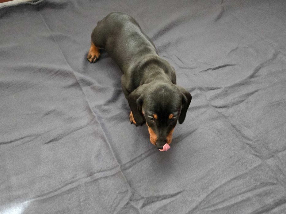 Teckel macho preto afogueado