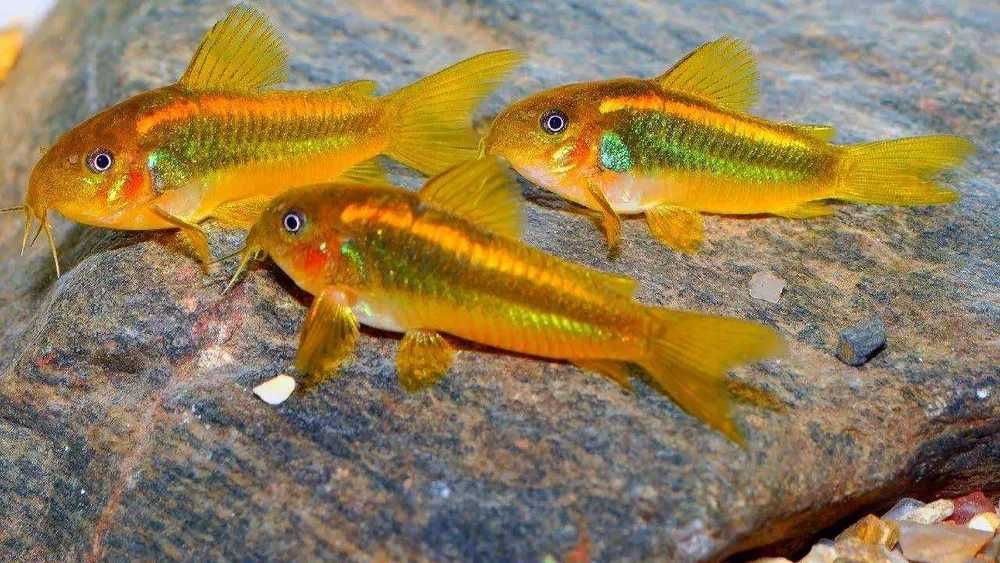 Kirys Kirysek GOLD LASER Corydoras Neon Gold Cw 010