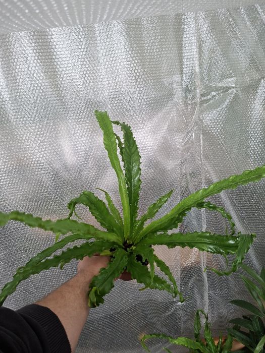 Asplenium antiquum 'Osaka'  WYSYŁKA