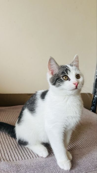 Котенок-мальчик 2.5 месяца