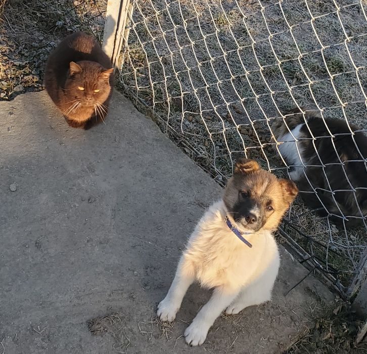 Бешкетник у добрі руки.