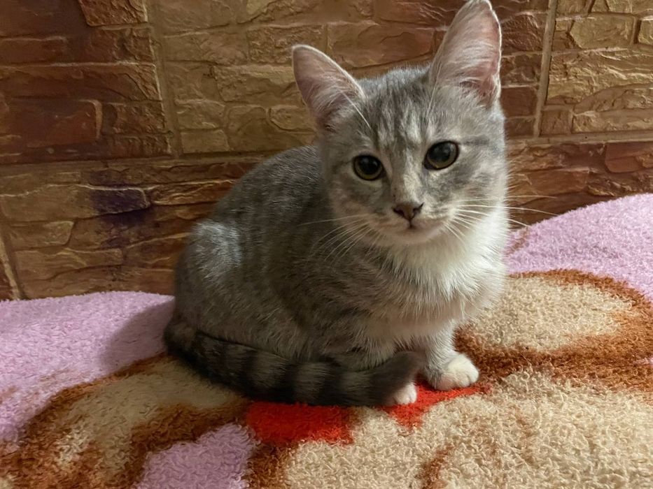 Продаю кішечку за 100грн