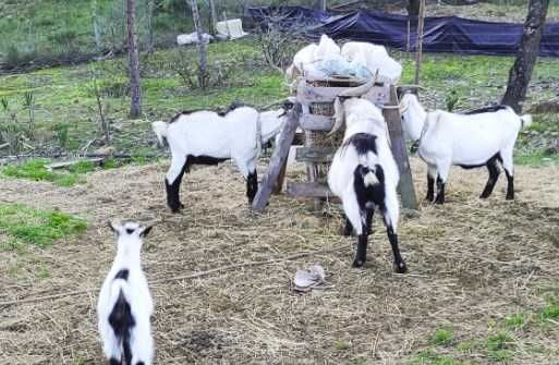 Venda de Cabras Serpentina - Excelentes para Produção de Leite e Carne