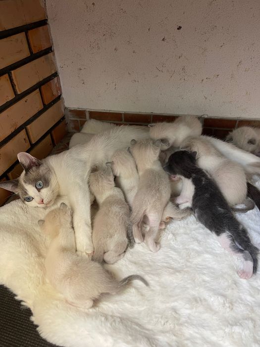 Gatinhos disponíveis