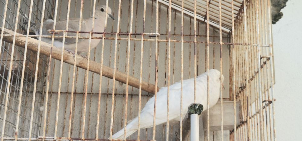 Vendo rolas de vários cores