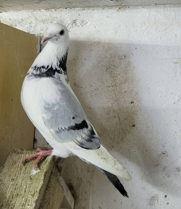 Samice gołębie pocztowe 2025