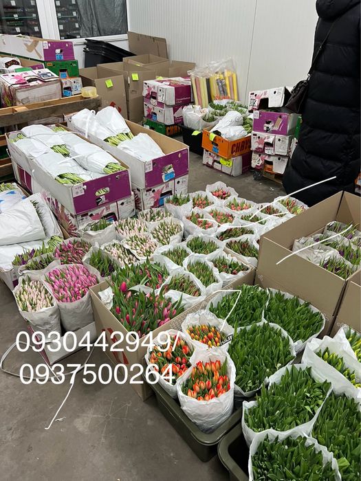 Тюльпан від 500 шт голландія