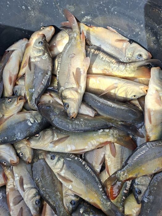 Karp Amur kroczek i narybek