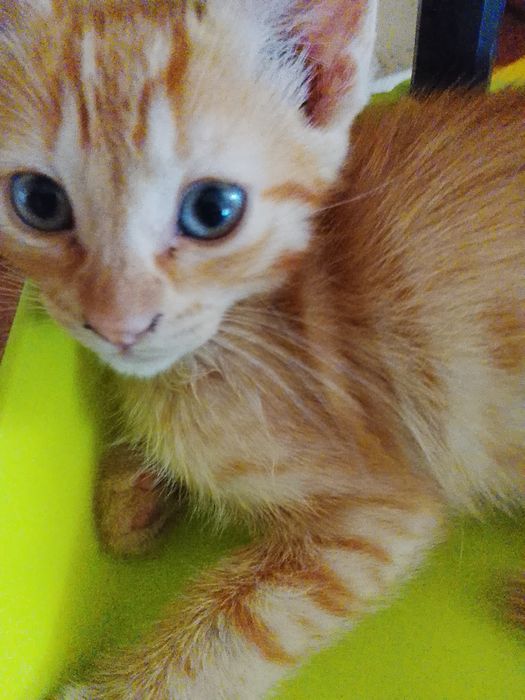 Gatinha laranja de olhos azuis