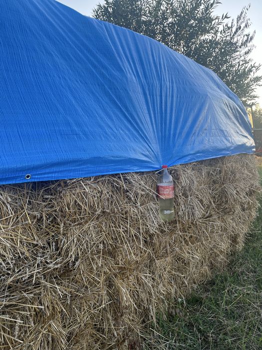 Солома в тюках з пшениці