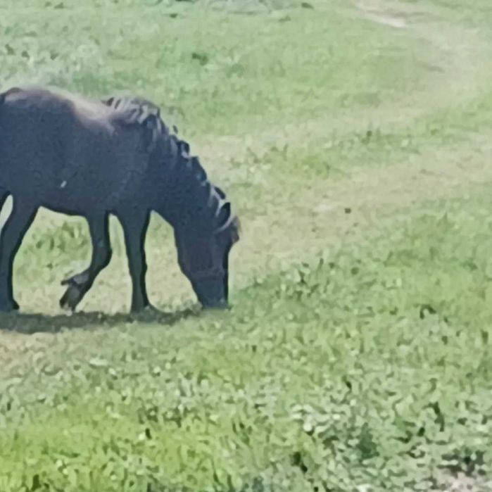 Sprzedam kucyka ogiera