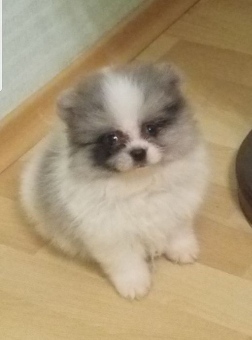 Мальчик померанский шпиц