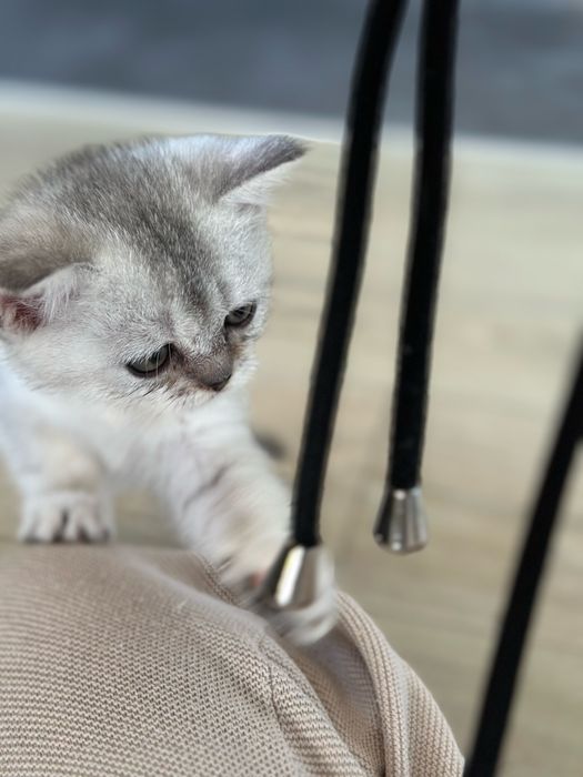 Кошеня (дівчинка, срібляста шиншила, шотландська прямовуха)