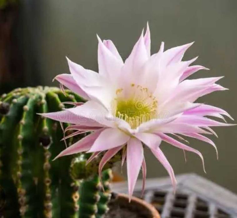 Mudas de catos plantas