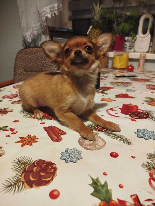 Chihuahua suczka długowłosa