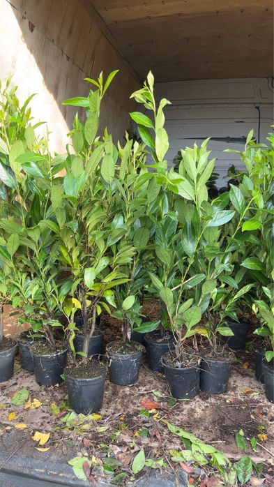 Laurowisnia Caucasica 50-70 cm doniczka 2 litry