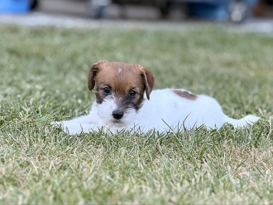 Jack Russell Terrier FCI ZKwP