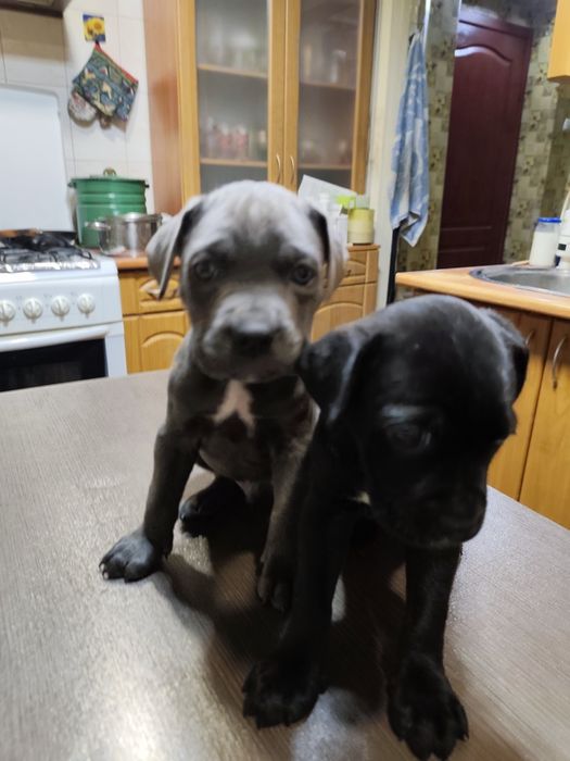 Продам щенков кане-корсо