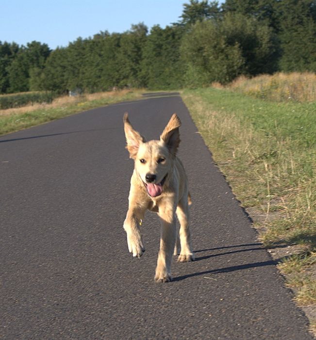 Golden retriever ciemny jasny pies transport