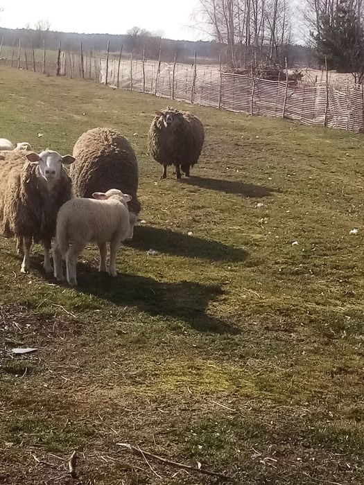 Sprzedam barana i owce