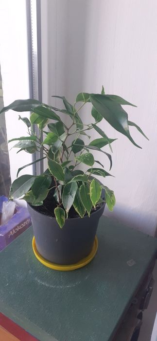 Фикусы разных размеров