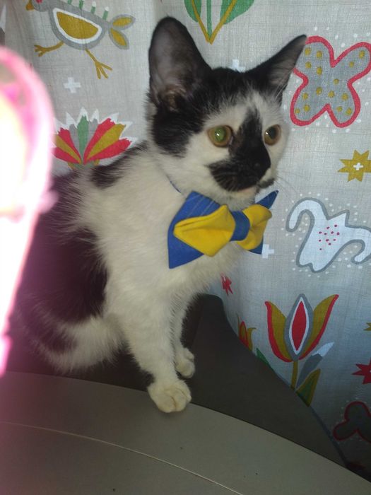 Шотландские котики мальчики