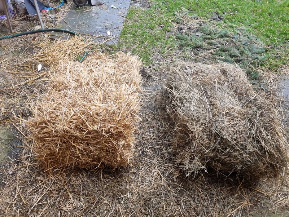 Pszenica , siano i słoma