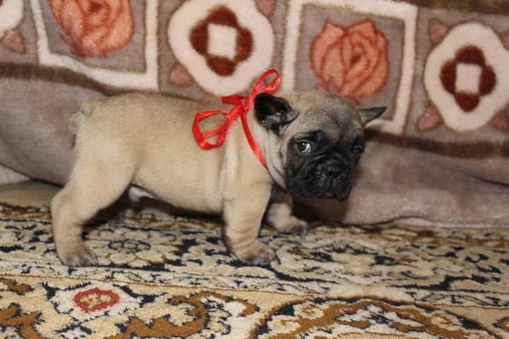 Французский бульдог Мальчики красные и палевые Одесса