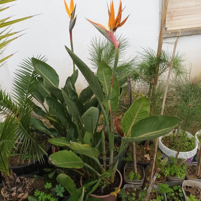 Bromélias e estrelicias
