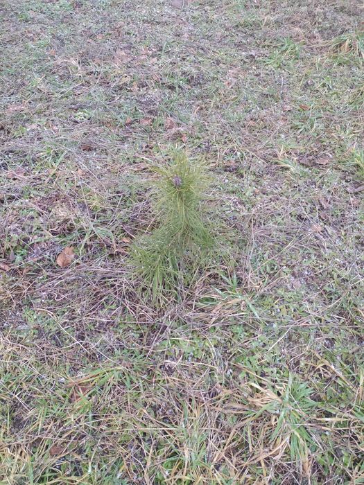 5szt Sosna zwyczajna wysyłka olx