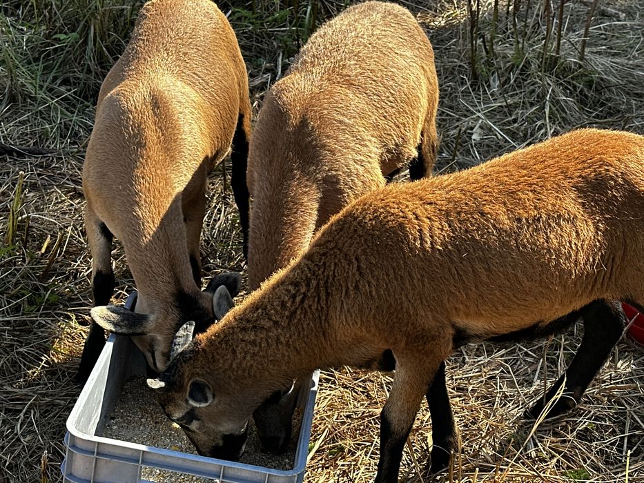 owce kameruńskie baranek kozy miniaturki