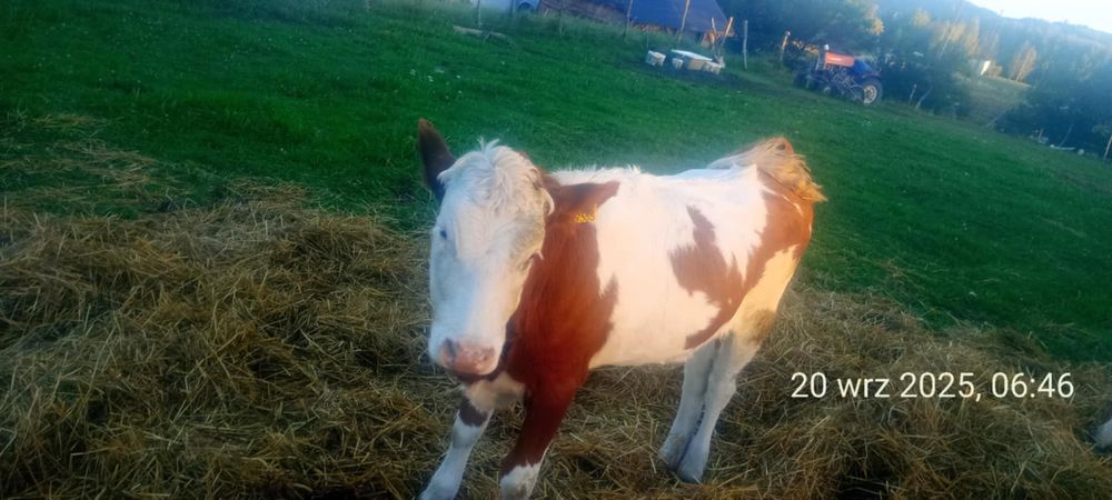 Dwie cieliczki simental