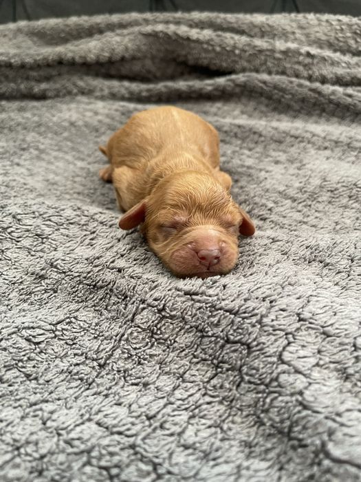 Samiec Cavapoo do rezerwacji