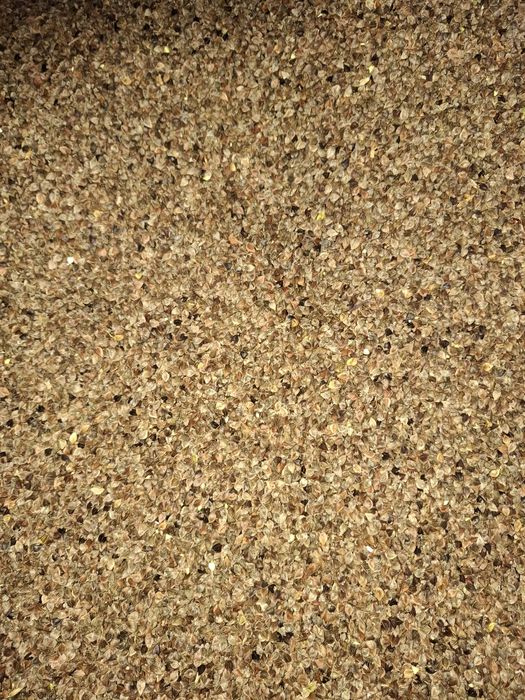 Sprzedam gryke gryka grykę